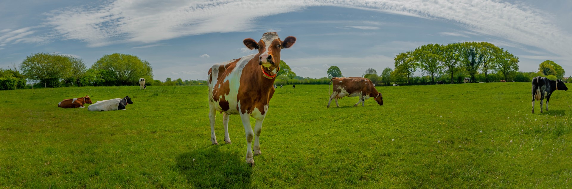Ostenfelder Kuh